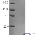 QP10373 TNFSF18