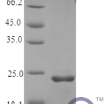 QP10380 FGF9