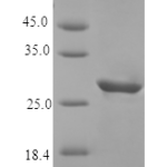 QP10386 IGFBP3