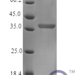 QP10388 CCN3 / NOV