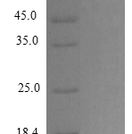 QP10394 EGF / Epidermal Growth Factor