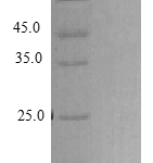 QP10396 Epigen