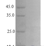 QP10397 Epiregulin / EREG