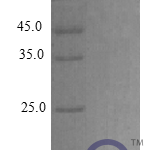 QP10399 Amphiregulin