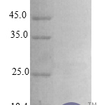 QP10400 HBEGF / DTR Protein