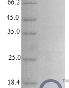 QP10400 HBEGF / DTR Protein