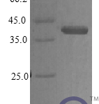 QP10401 Protein CYR61