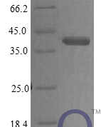 QP10401 Protein CYR61