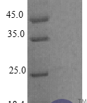 QP10402 EG-VEGF / prokineticin-1