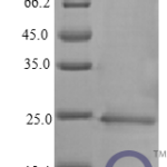 QP10403 IFN-alpha / IFNA1 / IFN