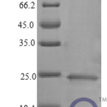 QP10404 IFN-alpha / IFNA1 / IFN