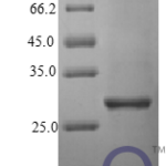 QP10405 Interferon alpha 2b