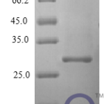 QP10406 Interferon alpha 2b