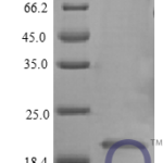 QP10407 Interferon alpha 2b