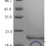 QP10408 IFNB1 / IFN-beta / Interferon beta