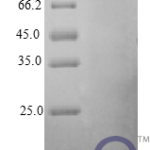 QP10409 IFNG / Interferon Gamma Protein