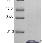 QP10410 IL-29 / Interleukin-29