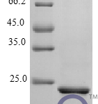 QP10413 CNTF