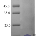 QP10415 NRG1