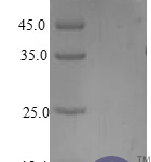 QP10416 BTC / Betacellulin