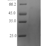 QP10419 Midkine / MDK Protein