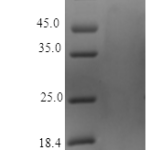 QP10421 Pleiotrophin / PTN / HB-GAM