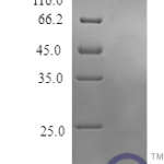 QP10427 Osteoprotegerin / TNFRSF11B