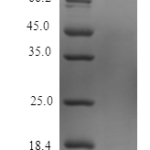 QP10430 Beta-defensin 4A