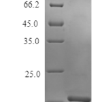 QP10440 G-CSF / CSF3