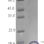 QP10445 GM-CSF