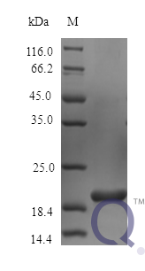 QP10455 IL6 / Interleukin-6 Protein