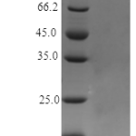 QP10460 IL13 / ALRH