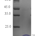 QP10463 IL22 / Interleukin 22