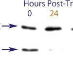 Western blot data demonstrating successful knockdown of Bcl-2 by QX10 at 48 hrs post transfection (SC = Scrambled Control (Product Number QC1), siRNA = QX10 treatment)