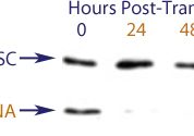 Western blot data demonstrating successful knockdown of Bcl-2 by QX10 at 48 hrs post transfection (SC = Scrambled Control (Product Number QC1), siRNA = QX10 treatment)