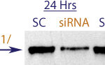 Western blot data demonstrating successful knockdown of EGFR / ErbB1 / Her1 by QX18.  Knockdown of protein is more optimal at 48 hrs post transfection (SC = Scrambled Control (Product Number QC1), siRNA = QX18 treatment)