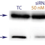 Western blot data demonstrating successful knockdown of SNCA1 by QX2 (TC = Transfection Control, siRNA = QX2 treatment)