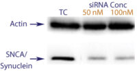 Western blot data demonstrating successful knockdown of SNCA1 by QX2 (TC = Transfection Control, siRNA = QX2 treatment)