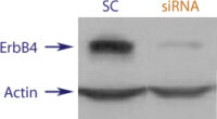 Flow Cytometry data demonstrating successful knockdown of ErbB4 / Her4 72 hours after treatment with QX21 siRNA (SC = Scrambled Control (Product Number QC1), siRNA = QX21 treatment)