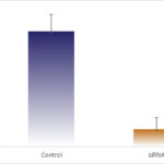 ELISA data demonstrating successful knockdown of TNF alpha in mice 30 hours after treatment with QX23 siRNA (Control = Scrambled Control (Product Number QC1), siRNA = QX23 treatment)