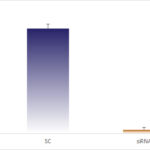 ELISA data demonstrating successful knockdown of VEGF (VEGFA) in human cells 26 hours after treatment with QX24 siRNA (SC = Scrambled Control (Product Number QC1), siRNA = QX24 treatment)