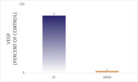 ELISA data demonstrating successful knockdown of VEGF (VEGFA) in human cells 26 hours after treatment with QX24 siRNA (SC = Scrambled Control (Product Number QC1), siRNA = QX24 treatment)