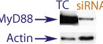 Western Blot data demonstrating successful knockdown of MyD88 in human cells 48 hours after treatment with QX26 siRNA (TC = Transfection Control, siRNA = QX26 treatment)