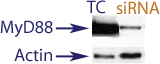 Western Blot data demonstrating successful knockdown of MyD88 in human cells 48 hours after treatment with QX26 siRNA (TC = Transfection Control, siRNA = QX26 treatment)