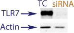 Western Blot data demonstrating successful knockdown of TLR7 in human cells 48 hours after treatment with QX26 siRNA (TC = Transfection Control, siRNA = QX26 treatment)