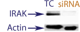 Western Blot data demonstrating successful knockdown of IRAK4 in human cells 48 hours after treatment with QX29 siRNA (TC = Transfection Control, siRNA = QX29 treatment)