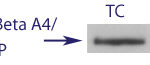 Western blot data demonstrating successful knockdown of Amyloid beta A4 Protein by QX3 (TC = Transfection Control, siRNA = QX3 treatment)