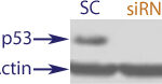 Western Blot data demonstrating successful knockdown of p53 in human cells 48 hours after treatment with QX32 siRNA and IFN gamma (SC = Scrambled Control (Product Number QC1), siRNA = QX32 treatment)