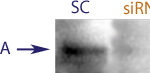 Western Blot data demonstrating successful knockdown of TrkA in rat cells after treatment with QX34 siRNA (SC = Scrambled Control (Product Number QC1), siRNA = QX34 treatment)