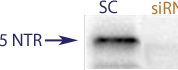 Western Blot data demonstrating successful knockdown of Nerve growth factor receptor / p75NTR in rat cells after treatment with QX35 siRNA (SC = Scrambled Control (Product Number QC1), siRNA = QX35 treatment)